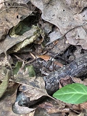 Atlanticus testaceus