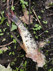 Moxostoma macrolepidotum