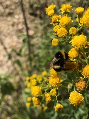 Bombus terrestris