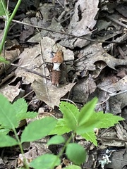 Atlanticus testaceus