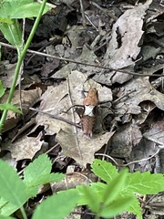 Atlanticus testaceus