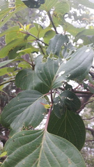 Cornus macrophylla