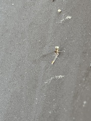 Maccaffertium modestum