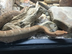 Crotalus willardi