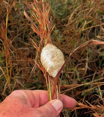 Tenodera superstitiosa