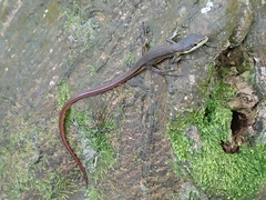 Takydromus kuehnei