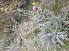Cirsium rhaphilepis