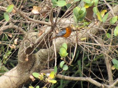 Cossypha natalensis natalensis
