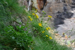 Potentilla grandiflora