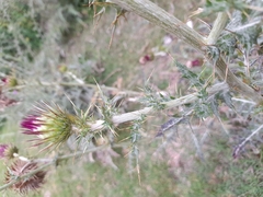 Cirsium rhaphilepis
