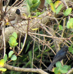 Melaenornis pammelaina ater