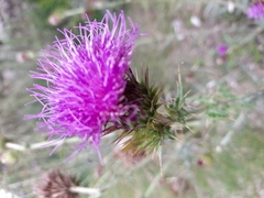 Cirsium rhaphilepis