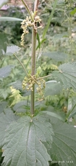 Urtica dioica