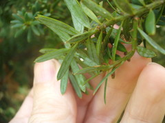 Madarococcus totarae