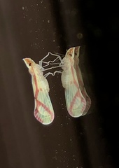 Otiocerus coquebertii