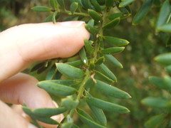 Madarococcus totarae