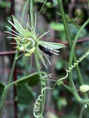 Protandrena passiflorae