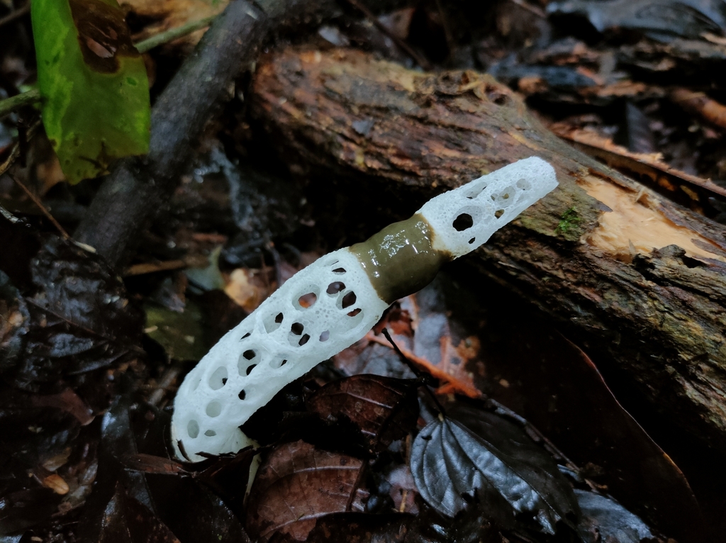 Staheliomyces cinctus · June 2022 · photo: © danielmurcia (iNaturalist, cc0)