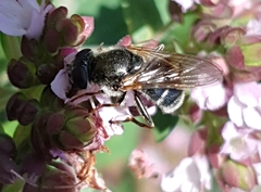 Cheilosia caerulescens