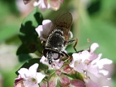 Cheilosia caerulescens