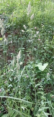 Dactylis glomerata