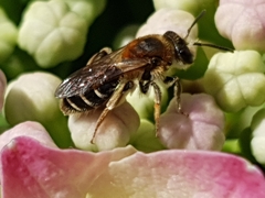 Andrena