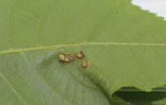 Caryomyia striolacrustum