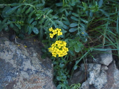 Barbarea taiwaniana