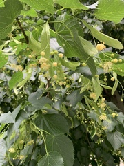 Tilia