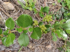 Ceanothus gloriosus