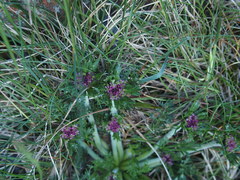 Chaerophyllum taiwanianum