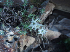 Leontopodium microphyllum