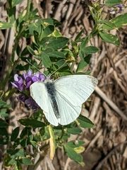 Pieris rapae