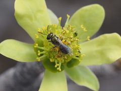 Lasioglossum loetum