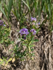 Medicago sativa