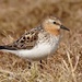 Red-necked Stint - Photo (c) Cameron Eckert, some rights reserved (CC BY-NC), uploaded by Cameron Eckert