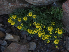 Barbarea taiwaniana