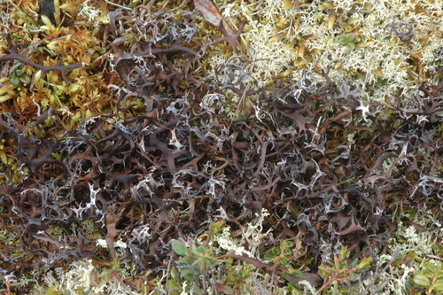 Masonhalea richardsonii image
