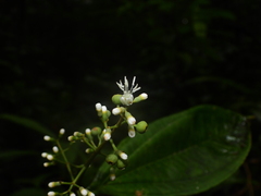 Miconia prasina