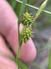 Carex cryptolepis