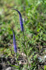 Veronica porphyriana