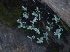 Anaphalis nepalensis