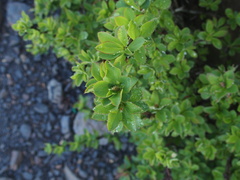 Berberis morrisonensis
