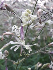 Silene viridiflora