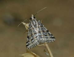 Atomorpha punctistrigaria