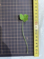 Trifolium repens