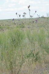 Centaurea scabiosa apiculata