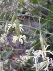Silene viridiflora