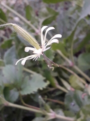 Silene viridiflora