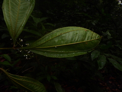 Miconia prasina